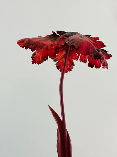 Reevein Studios Tulip Bell Dark Ruby Faux Flowers