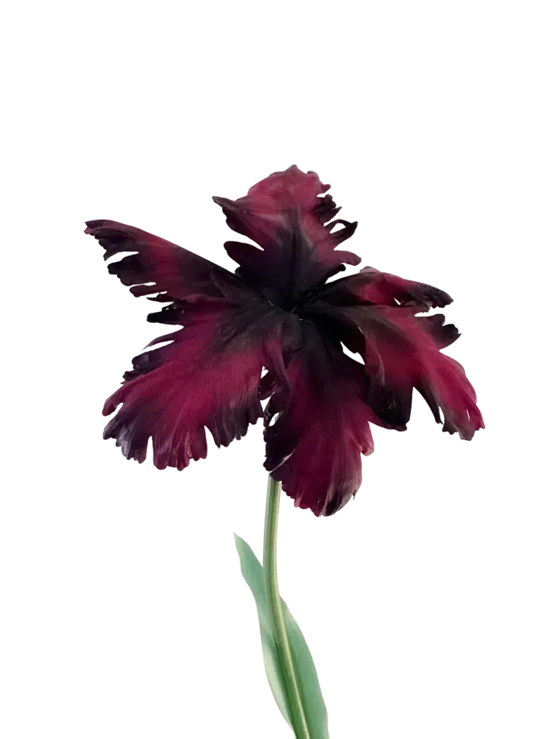 Reevein Studios Tulip Bell Plum Faux Flowers