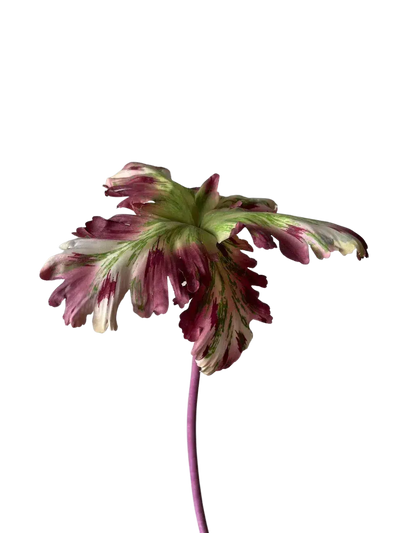 Reevein Studios Tulip Lavender Blush Faux Flowers